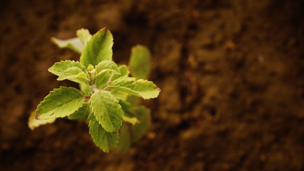 How To Fix an Ignored Garden